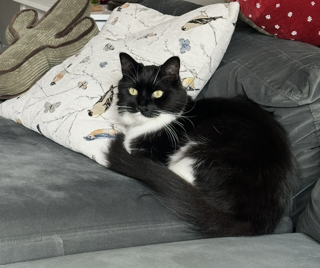 Mojo